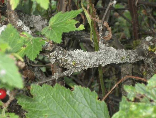 Currant variety Black Boomer: description, photo, reviews