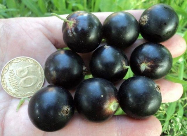 Currant variety Black Boomer: description, photo, reviews