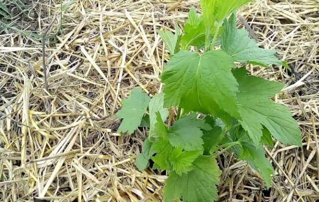 Currant variety Black Boomer: description, photo, reviews