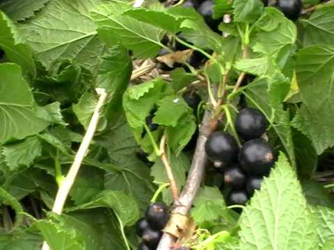 Currant variety Black Boomer: description, photo, reviews