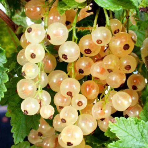 Currant variety White Fairy (Diamond): description, photo, reviews