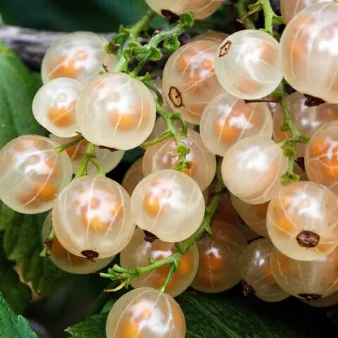 Currant variety White Fairy (Diamond): description, photo, reviews