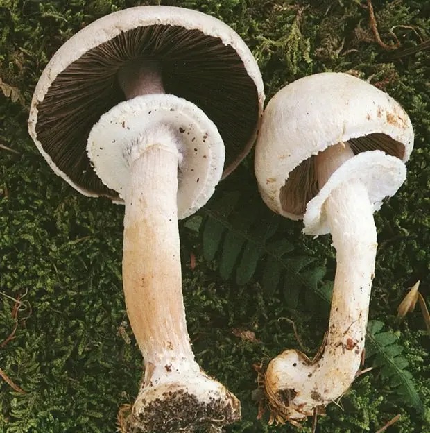 Curve mushroom (Agaricus abruptibulbus) photo and description