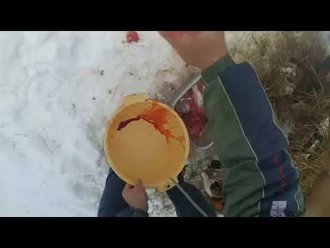 Cutting a pork carcass with a description of the parts