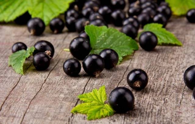 Cutting currants in autumn 