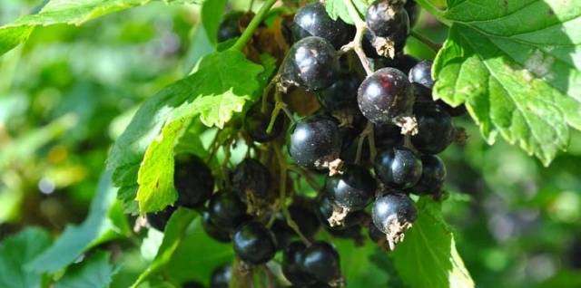 Cutting currants in autumn 