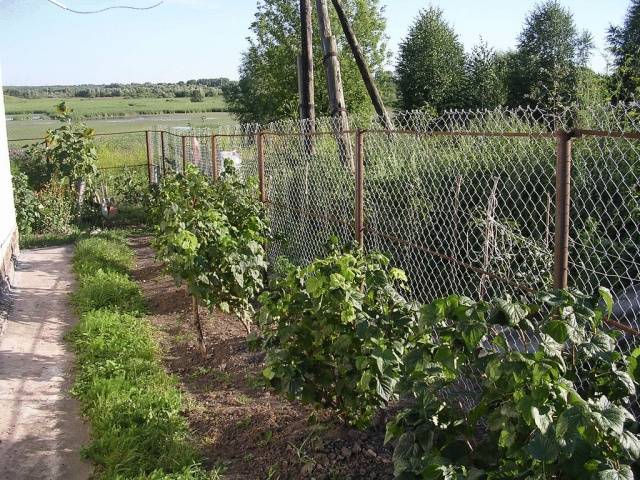 Cutting currants in autumn 