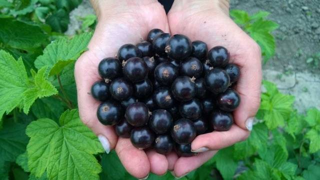 Cutting currants in autumn 