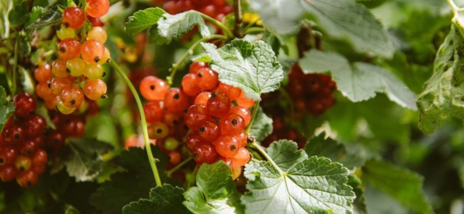 Cutting currants in autumn 