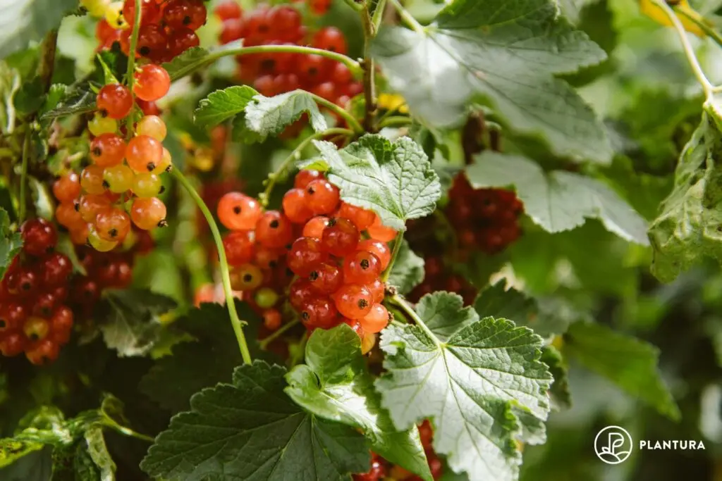 Cutting currants in autumn 