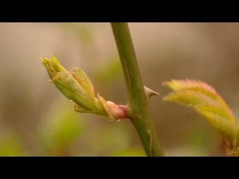 Cutting roses in autumn at home: recommendations