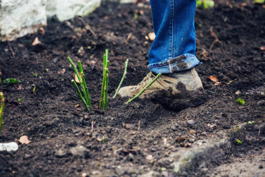 Cutting roses in autumn at home: recommendations