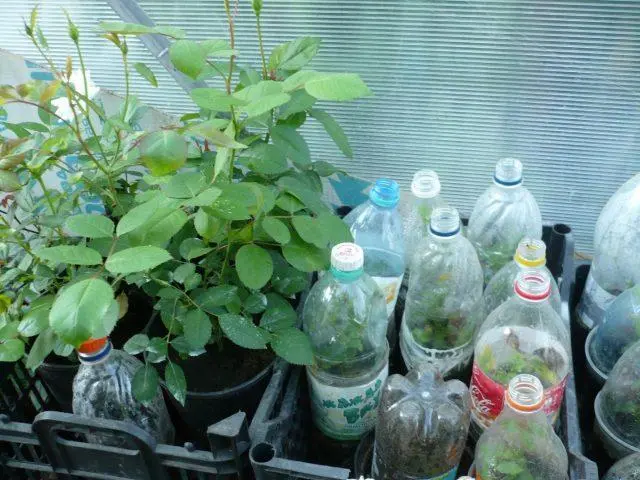 Cutting roses in autumn in plastic bottles