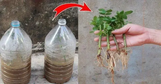 Cutting roses in autumn in plastic bottles