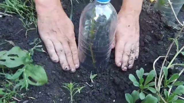 Cutting roses in autumn in plastic bottles