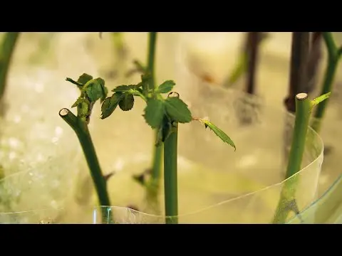 Cutting roses in autumn in plastic bottles