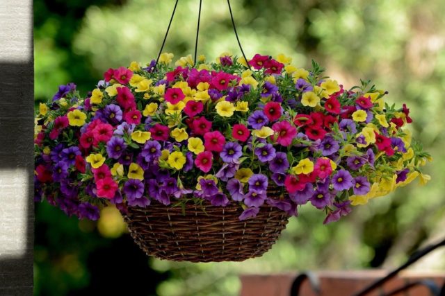 Cuttings of calibrachoa in autumn and spring