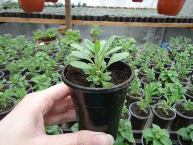 Cuttings of calibrachoa in autumn and spring