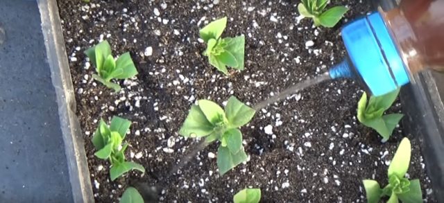 Cuttings of calibrachoa in autumn and spring