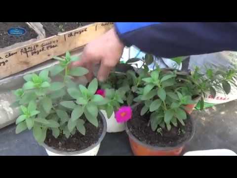 Cuttings of calibrachoa in autumn and spring