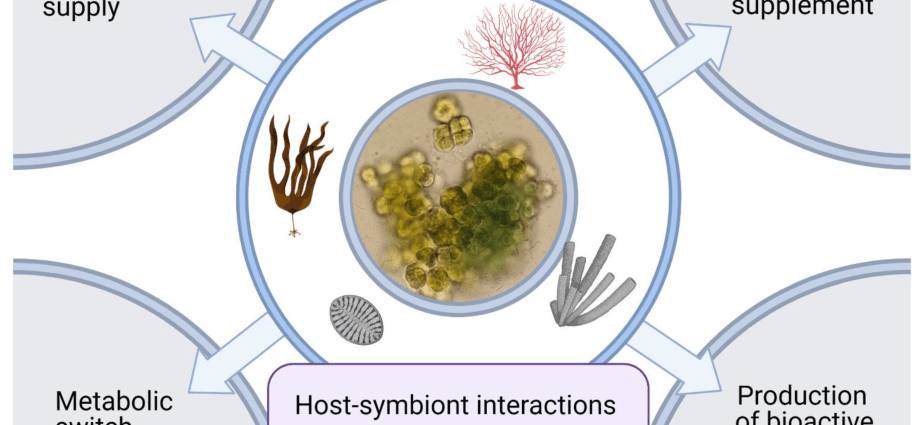 Cyanobacteria and anemones can stop COVID-19. Will they be used as a drug?