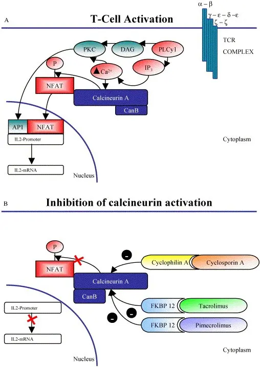 Cyclosporine &#8211; action, use, side effects