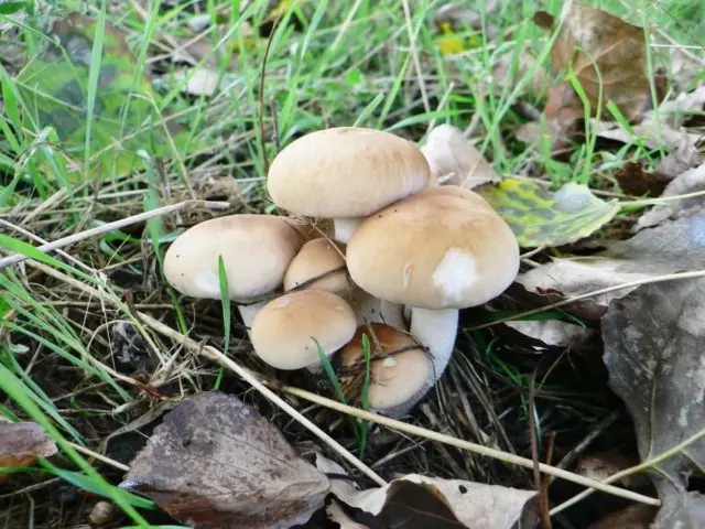 Cylindrical vole (cylindrical agrocybe): where it grows and what it looks like