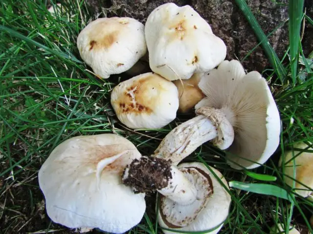 Cylindrical vole (cylindrical agrocybe): where it grows and what it looks like