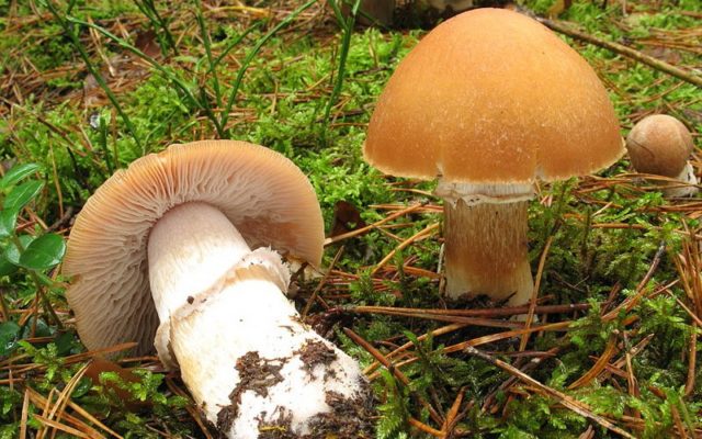 Cylindrical vole (cylindrical agrocybe): where it grows and what it looks like