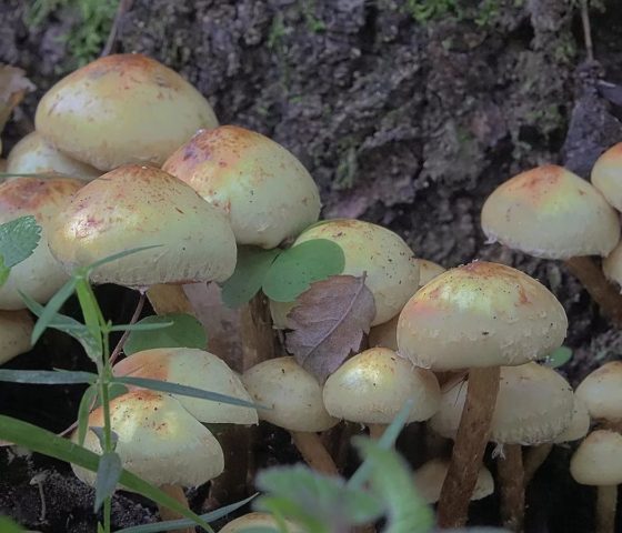 Cylindrical vole (cylindrical agrocybe): where it grows and what it looks like