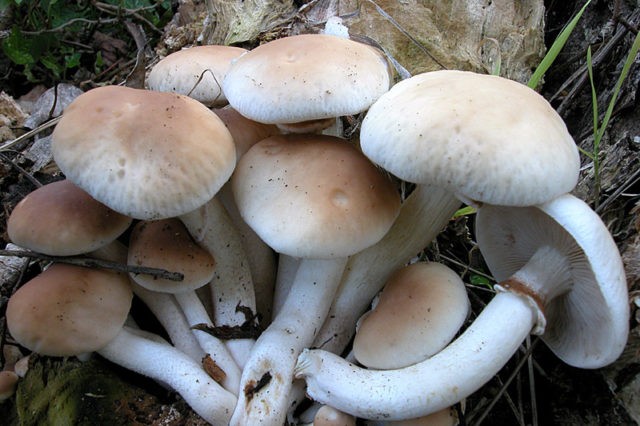 Cylindrical vole (cylindrical agrocybe): where it grows and what it looks like