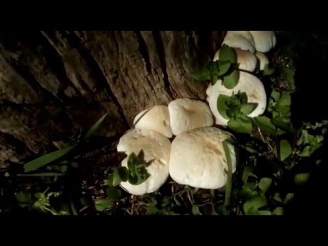 Cylindrical vole (cylindrical agrocybe): where it grows and what it looks like