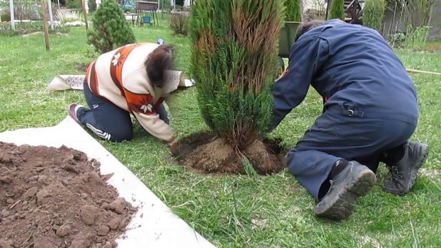 Cypress columnaris