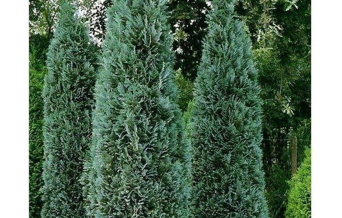 Cypress columnaris