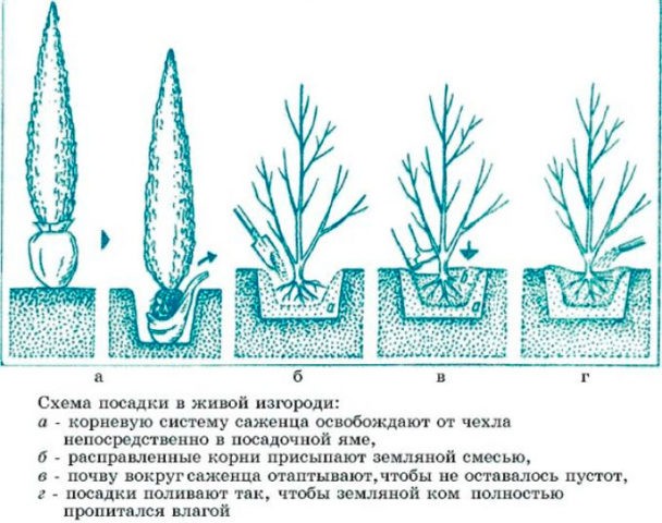 Cypress Elwoodi