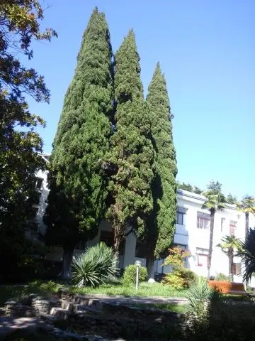 Cypress evergreen pyramidal