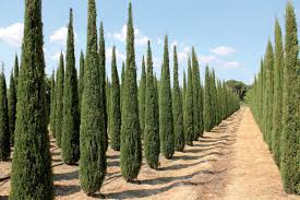 Cypress evergreen pyramidal