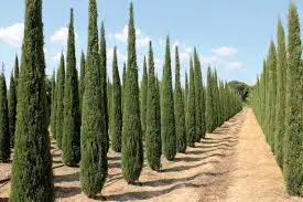 Cypress evergreen pyramidal