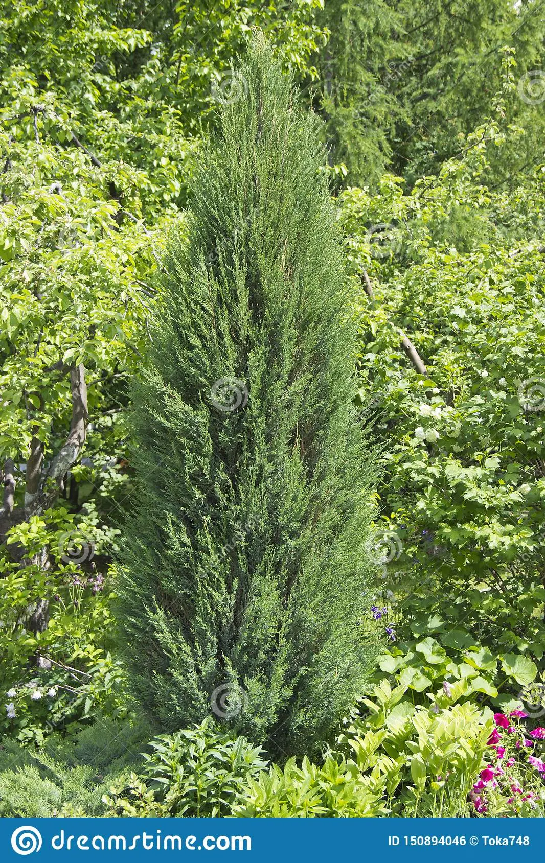 Cypress evergreen pyramidal