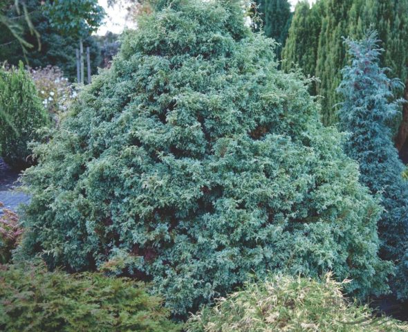 Cypress in landscape design: photos and varieties