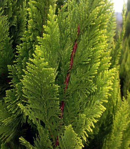 Cypress in landscape design: photos and varieties