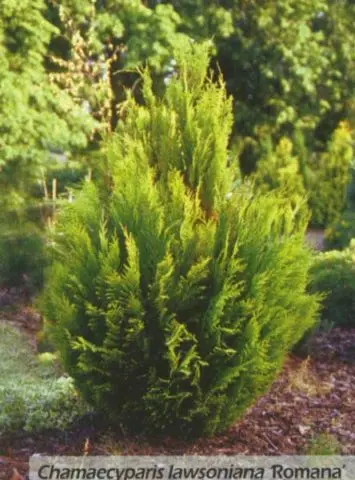 Cypress in landscape design: photos and varieties