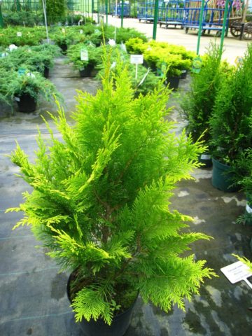 Cypress in landscape design: photos and varieties