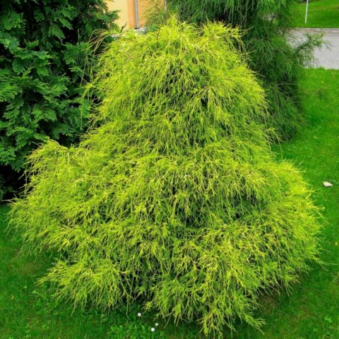 Cypress in landscape design: photos and varieties