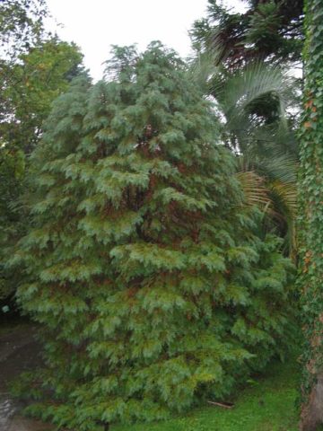 Cypress in landscape design: photos and varieties