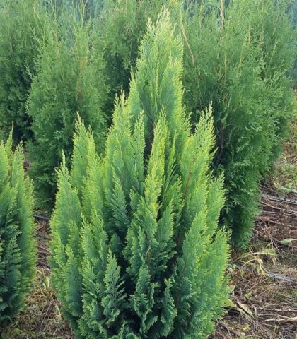 Cypress in landscape design: photos and varieties