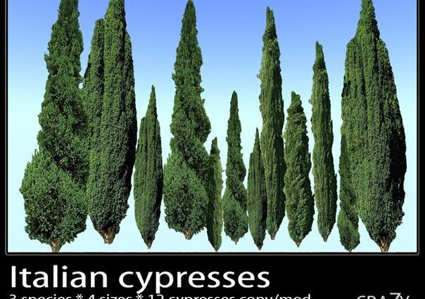 Cypress in landscape design: photos and varieties