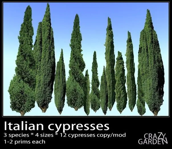 Cypress in landscape design: photos and varieties