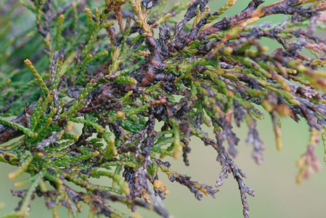 Cypress: planting and care in the open field