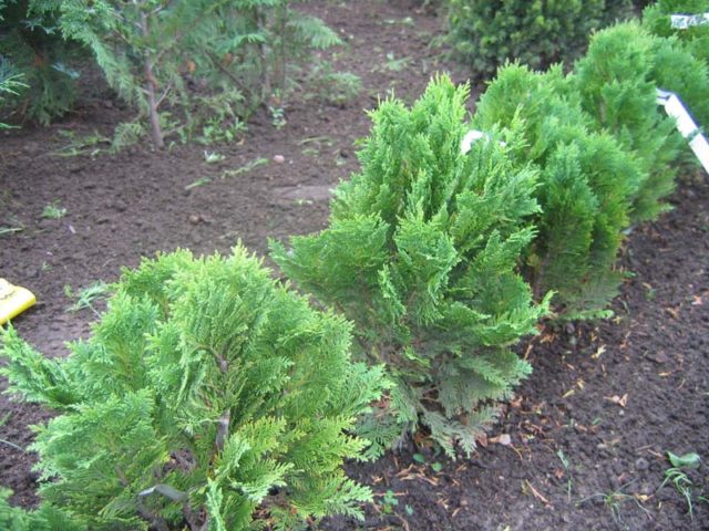 Cypress: planting and care in the open field